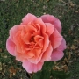 Rožė (Rosa) 'Ambassador'